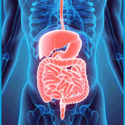 gi-system img