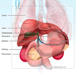 liver img